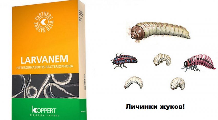 Сорт клубники флорин фото описание. 67762.pq95sc.850. Сорт клубники флорин фото описание фото. Сорт клубники флорин фото описание-67762.pq95sc.850. картинка Сорт клубники флорин фото описание. картинка 67762.pq95sc.850. Дачный форум: о даче, о цветах, о вашем приусадебном участке