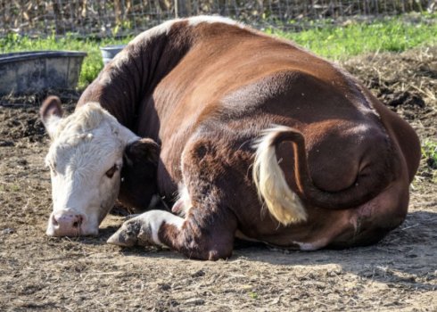 Послеродовой парез у коров: симптомы и лечение