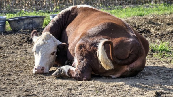 Парез у коровы после отела: симптомы и лечение