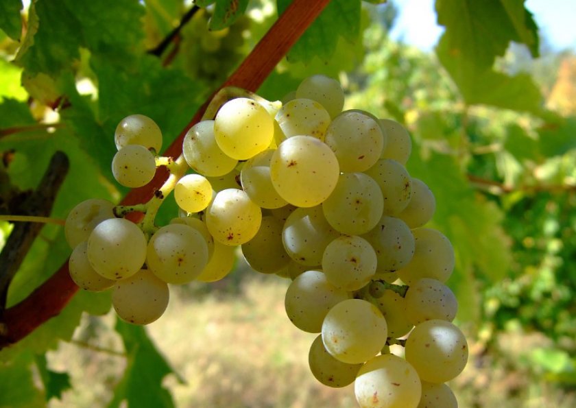 Лучшие сорта белых вин: посадка и уход