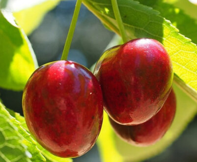 ТОП-10 кращих самоплодних сортів черешні