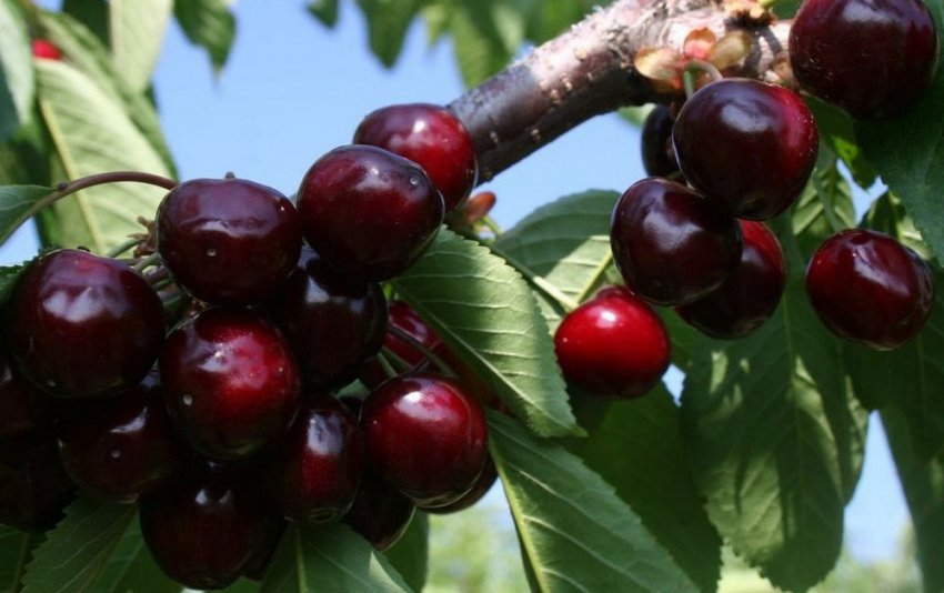 Черешня Валерій Чкалов