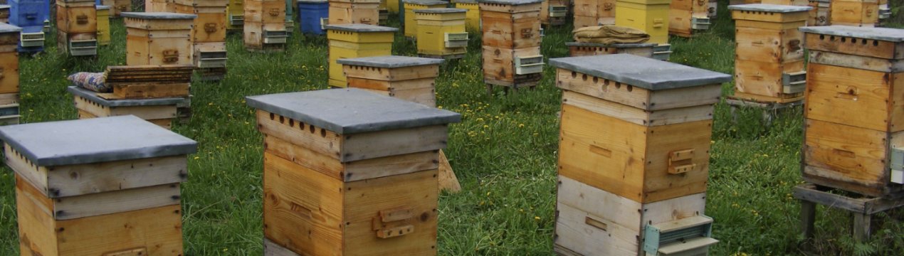 Як і чим фарбувати вулики для бджіл?