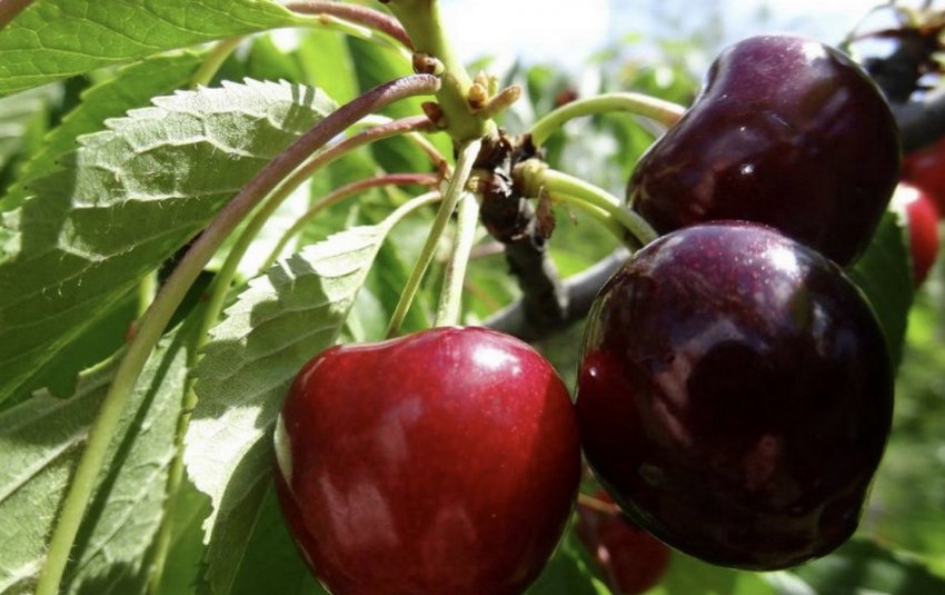 Волове серце