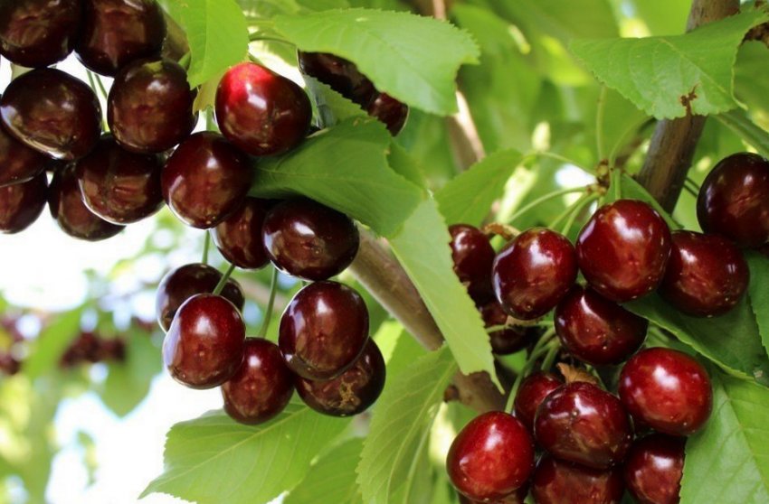 Черешня Іпуть