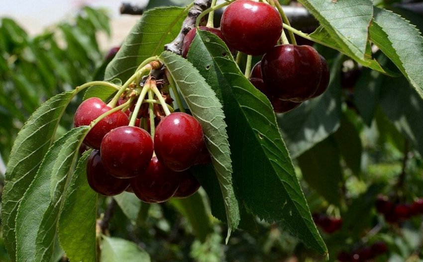 Черешня Сюбаровская