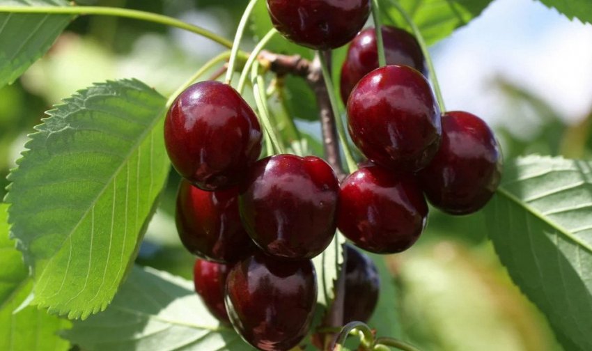 Черешня Овстуженка