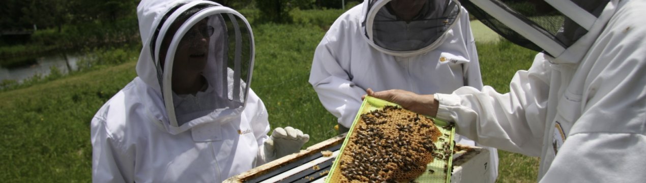 Особливості бджільництва в північних умовах