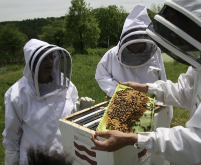 Особливості бджільництва в північних умовах