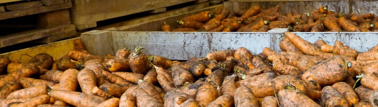 Основные причины гниения моркови в погребах