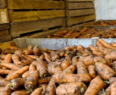 Основні причини гниття моркви в льохах