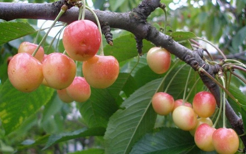 Присадибна жовта