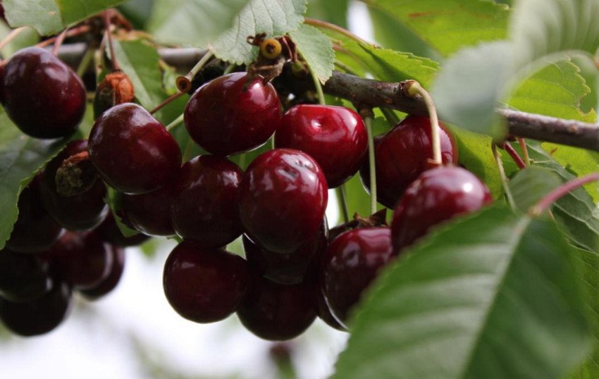 Черешня Ревна