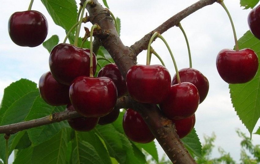 Черешня Тютчевка