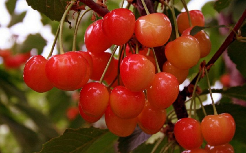 Черешня Фатеж