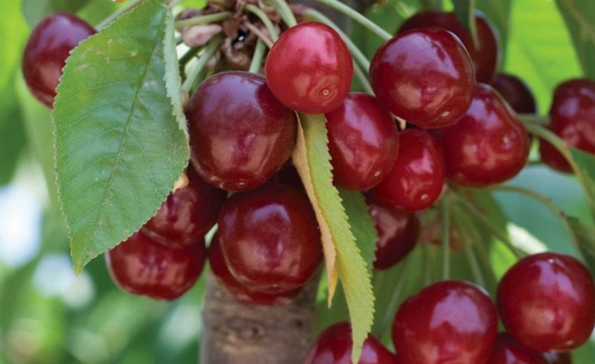 Черешня Хелена