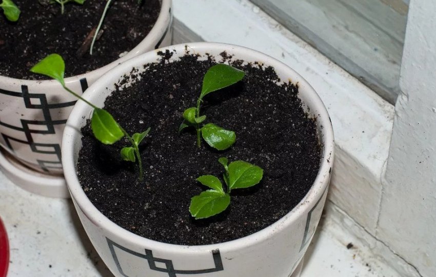 Черешня з кісточки