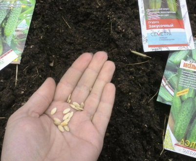 Як підготувати насіння огірків до посадки в теплицю або на відкритий грунт?