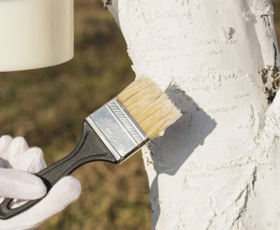 Підготовка черешні до зими