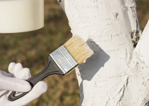 Підготовка черешні до зими