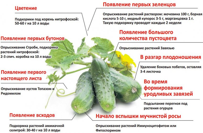 Підживлення огірків Підживлення огірків
