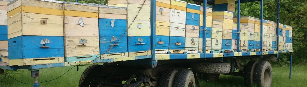 Как перевести улей с пчелами на машине. Смотреть фото Как перевести улей с пчелами на машине. Смотреть картинку Как перевести улей с пчелами на машине. Картинка про Как перевести улей с пчелами на машине. Фото Как перевести улей с пчелами на машине