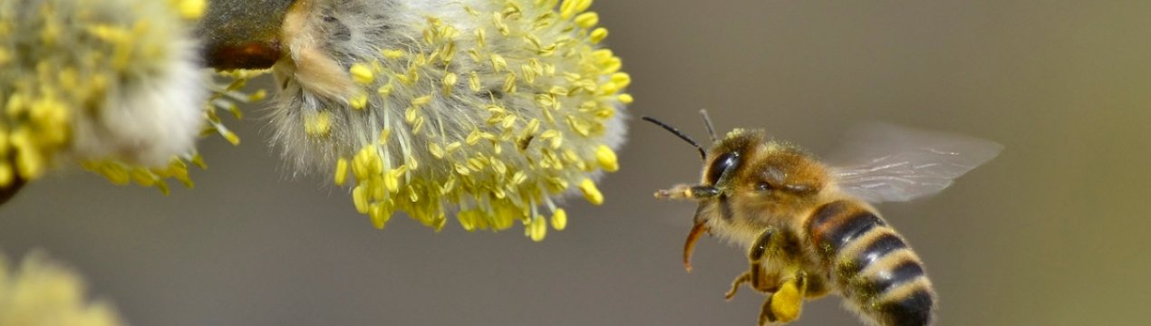 Поради по догляду за бджолами навесні