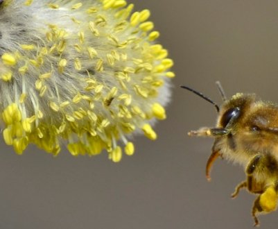 Поради по догляду за бджолами навесні