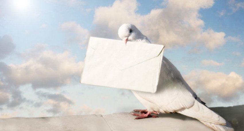 Поштовий голуб