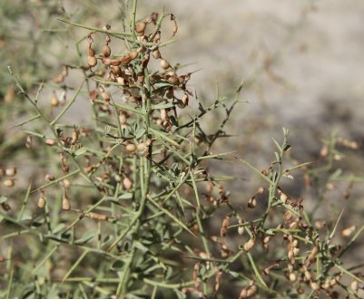 Особливості меду з верблюжої колючки