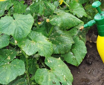 Особливості підживлення огірків народними засобами