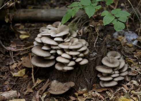 Особливості вирощування грибів глив