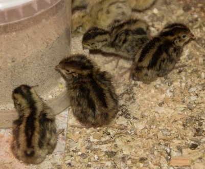 Годування перепелят з перших днів життя в домашніх умовах