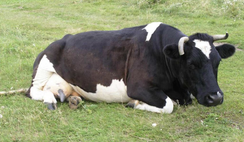 Парез після отелення