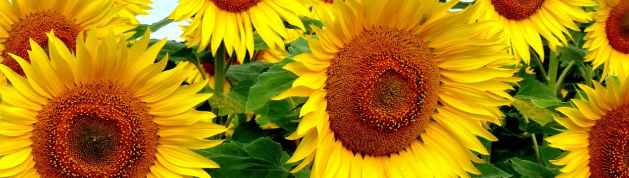 На полях Запоріжжя активізувалися шкідники