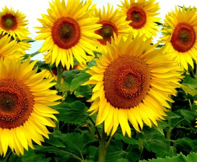 На полях Запоріжжя активізувалися шкідники