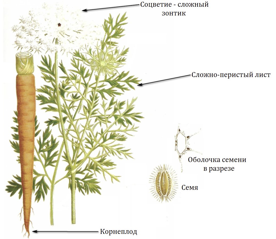 Разрез Морковки