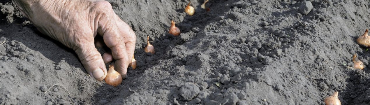 Можна садити садити цибулю після моркви?