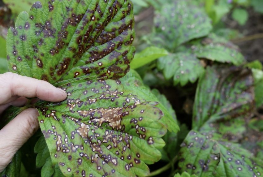 Бура плямистість