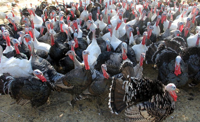 Зграя індиків та індичок