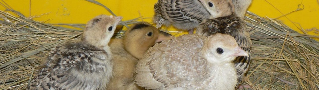что делать если дохнут индюки. Смотреть фото что делать если дохнут индюки. Смотреть картинку что делать если дохнут индюки. Картинка про что делать если дохнут индюки. Фото что делать если дохнут индюки