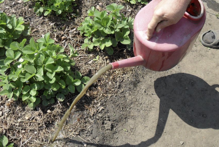 Добриво полуниці під корінь