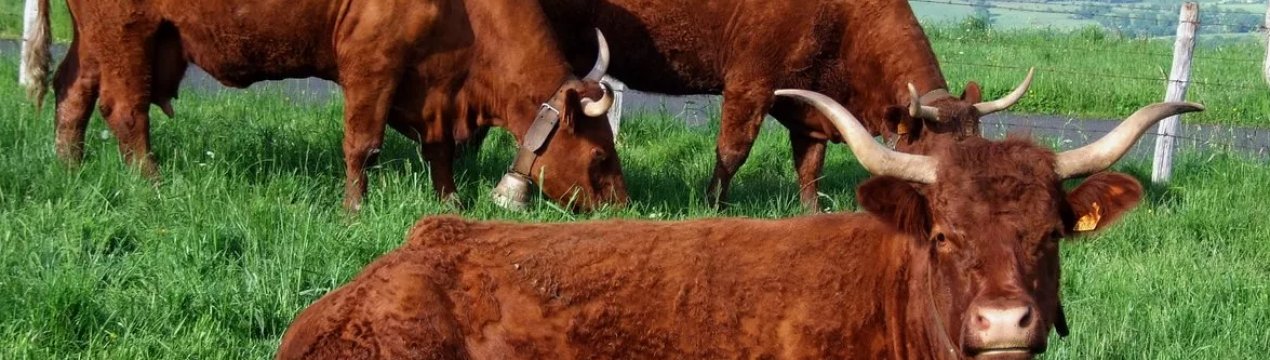 У квітні ряди російського худоби відчутно порідшали