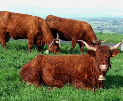 У квітні ряди російського худоби відчутно порідшали