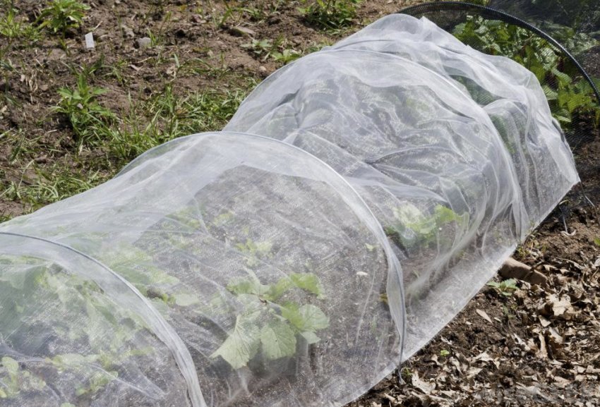 Укриття полуниць на зиму