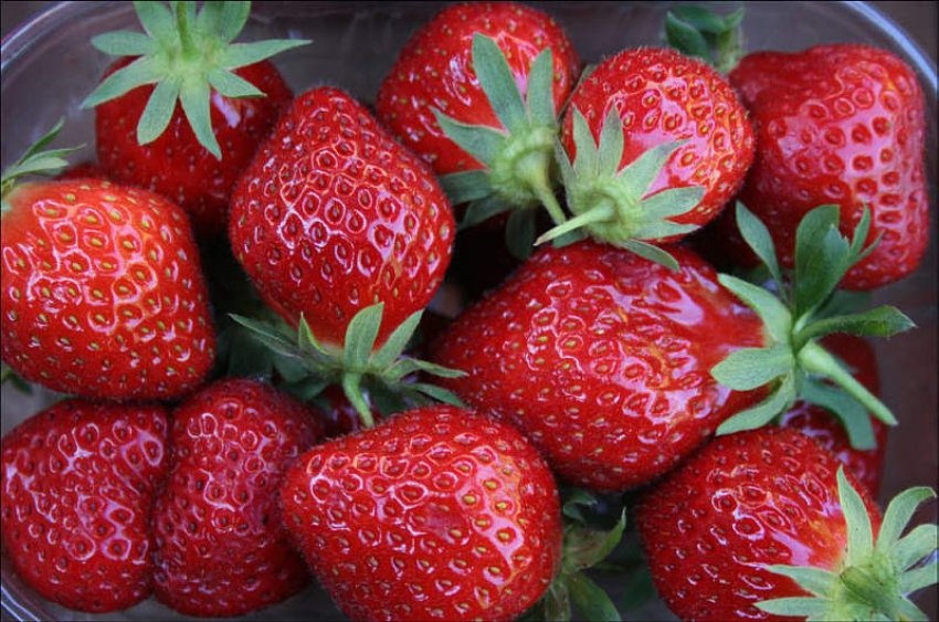 Полуниця Мара де Буа