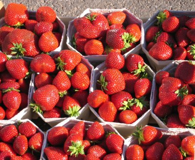 Особливості вирощування та догляду за полуницею сорти Мара де Буа