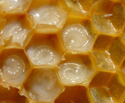 Особливості зберігання маточного молочка