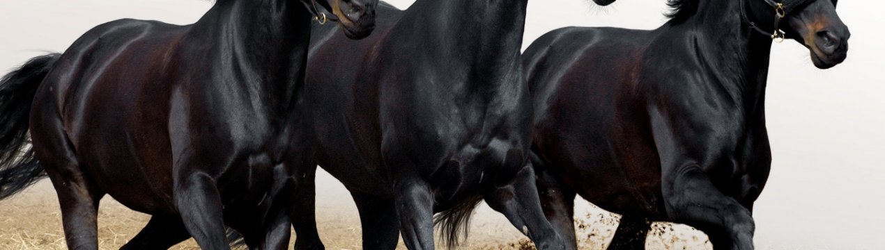 Російські вчені мають намір повернути до життя коней, які населяли Якутію 42 тисячі років тому