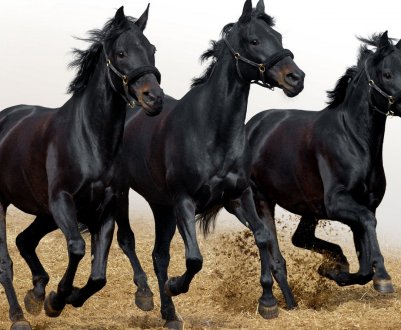 Російські вчені мають намір повернути до життя коней, які населяли Якутію 42 тисячі років тому